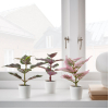 Набор искусственных растений IKEA Фейка цветная крапива (505.229.88)